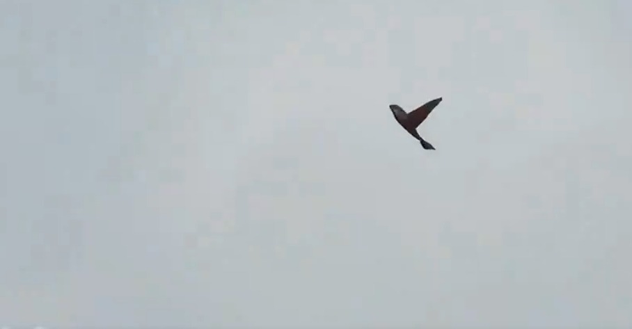 Chinese biomimetic drones that look like birds