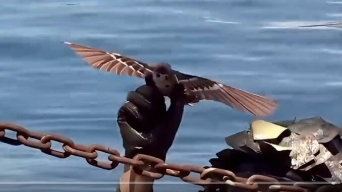 Chinese biomimetic drones that look like birds