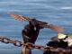 Chinese biomimetic drones that look like birds