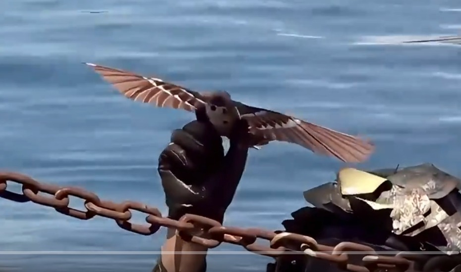 Chinese biomimetic drones that look like birds