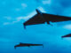 kamikaze drones usa